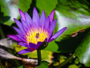 Close-up of purple lotus water lily