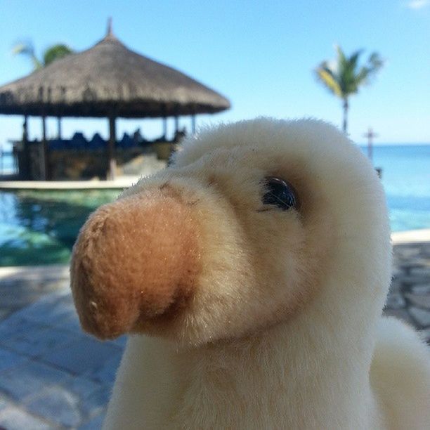 focus on foreground, close-up, one animal, animal themes, sea, water, white color, animal head, outdoors, day, sky, beach, nature, sunlight, bird, beak, no people, part of, relaxation, looking away