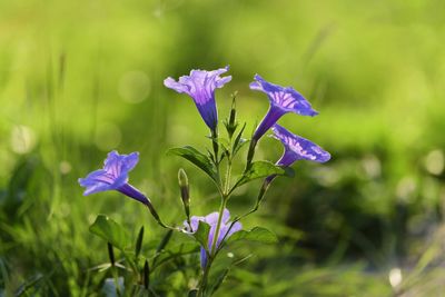 Close-up of purple flowering plant on field