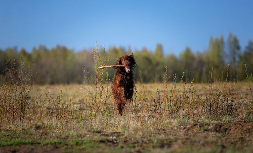 Dog running in a field