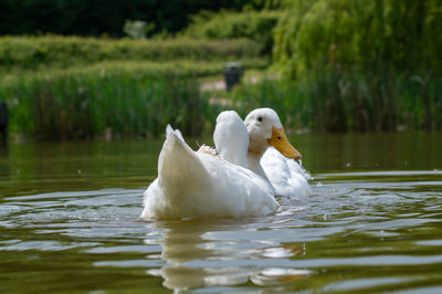 Swan floating on lake