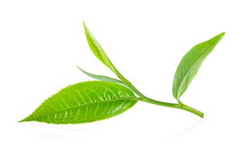 Close-up of green leaf against white background