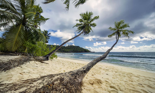 A  tropical beach, numerous footprints in the light sand, coconut palms stretch to the water. 