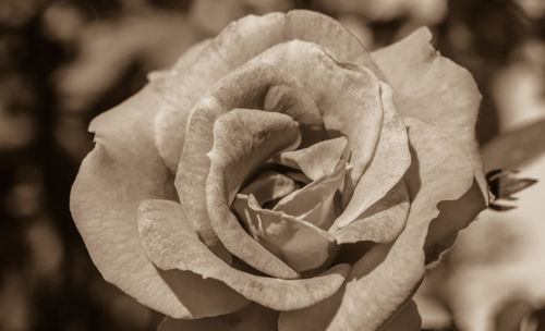 Close-up of rose blooming outdoors