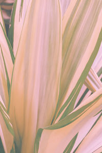 Tropical green background. plant lover concept