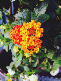 Close-up of flowering plant