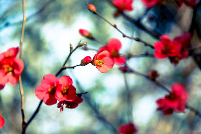 Close-up of pink cherry blossoms