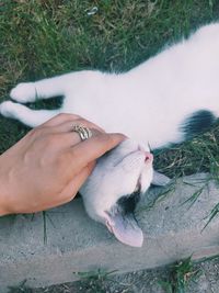 High angle view of hand holding dog