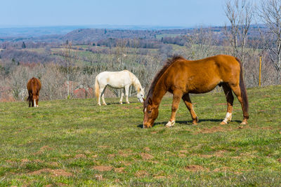 Horses grazing in a field