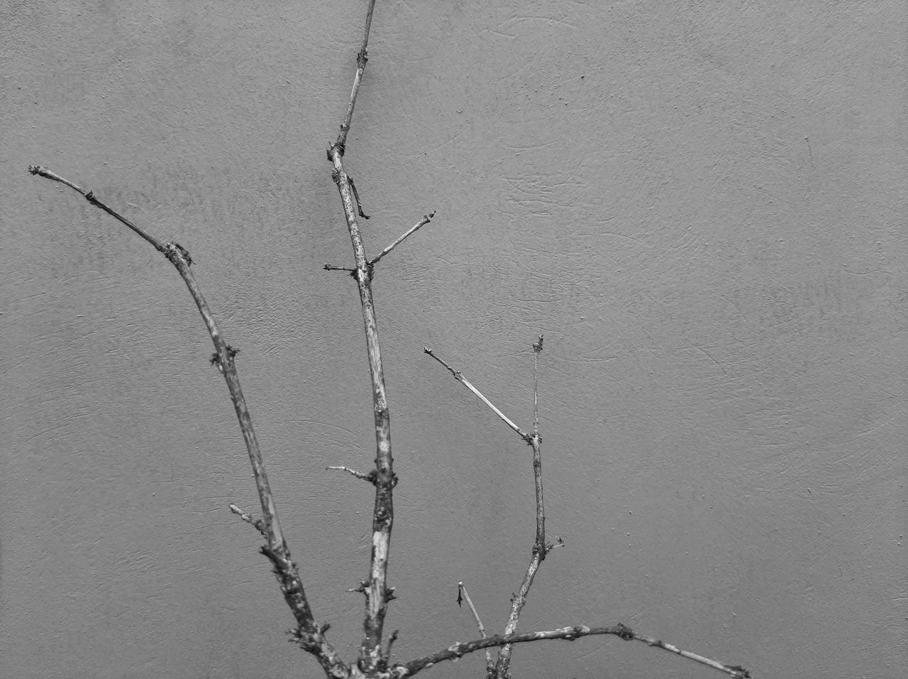 line, no people, branch, twig, black and white, nature, day, monochrome photography, wall - building feature, monochrome, white, plant, outdoors, close-up, tranquility, beauty in nature, drawing