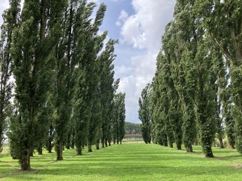 Trees on landscape against sky