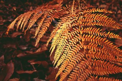 Close-up of dried leaves during autumn