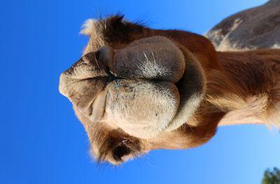 Close-up of camel against clear blue sky