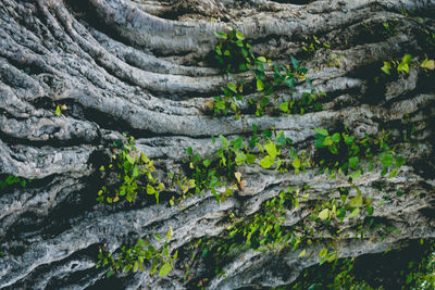 Close-up of moss growing on tree trunk