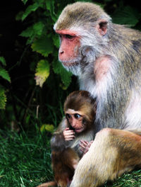 Monkey mum and baby 