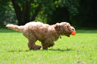 Dog on grass