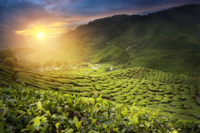 Scenic view of agricultural field against sky