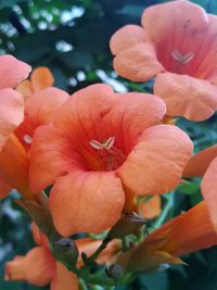 Close-up of flowering plant