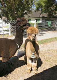 Child's hand reaching out to fee two huachaya alpacas at farm
