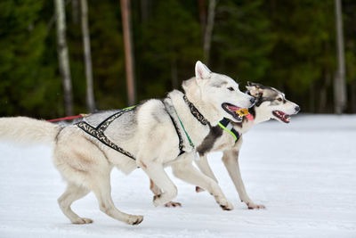 View of a dog on snow