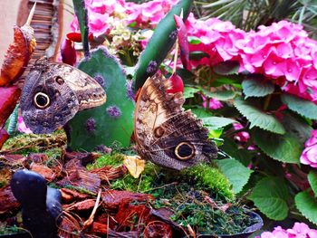 Close-up of butterfly perching on plant