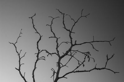 Low angle view of bare tree against sky