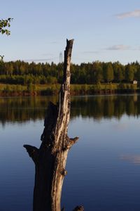 Driftwood on tree by lake against sky