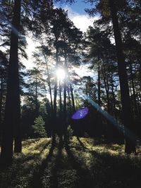 Sun shining through trees in forest