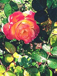 Close-up of pink rose blooming outdoors