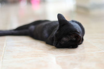 Black dog lying down on floor