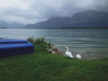 Swan on lake against sky