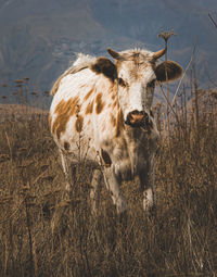 Cow standing on field