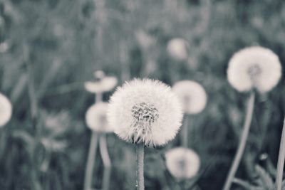 Close-up of dandelion