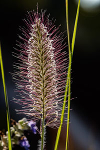 Close-up of illuminated plant against sky at night