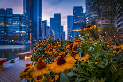 Close-up of flowering plant against buildings in city