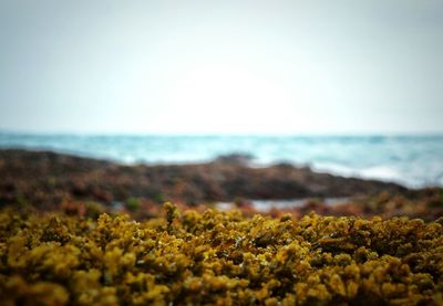 Close-up of flowers on beach against clear sky