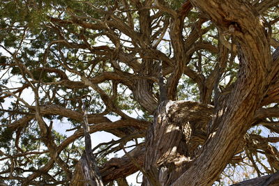 Low angle view of trees