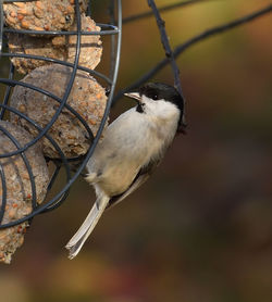 Close-up of bird perching on branch