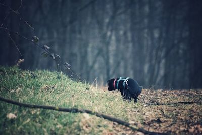 Dog sitting on field in forest