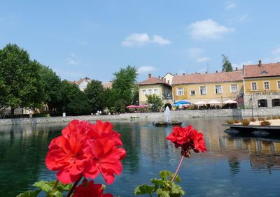 Red flowering plants by lake against building