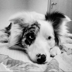 Close-up portrait of a dog