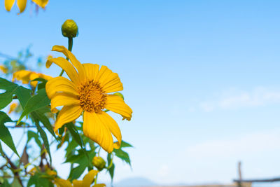 Low angle view of sunflower against sky