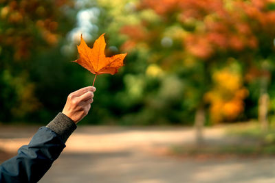 Cropped hand holding maple leaf against trees during autumn