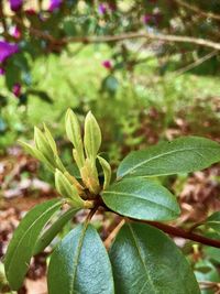 Close-up of fruit on plant