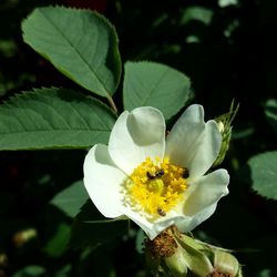 Close-up of white flower