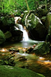 Scenic view of waterfall in forest