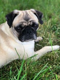 Portrait of dog lying on grass