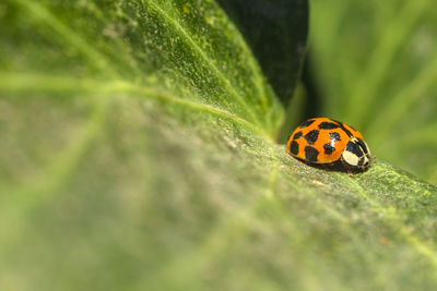 Close-up of ladybug on leaf
