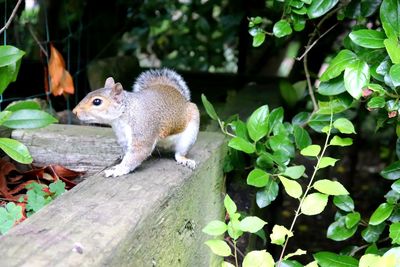 Squirrel on wood