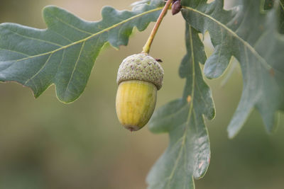 Close-up of fruit growing on plant